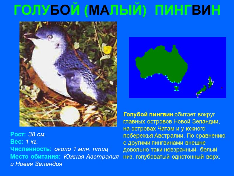 ГОЛУБОЙ (МАЛЫЙ)  ПИНГВИН Рост: 38 см. Вес: 1 кг. Численность: около 1 млн.